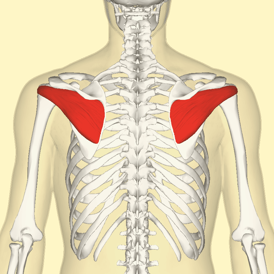 Posterior view of the skeleton with infraspinatus highlighted in red over the scapula.