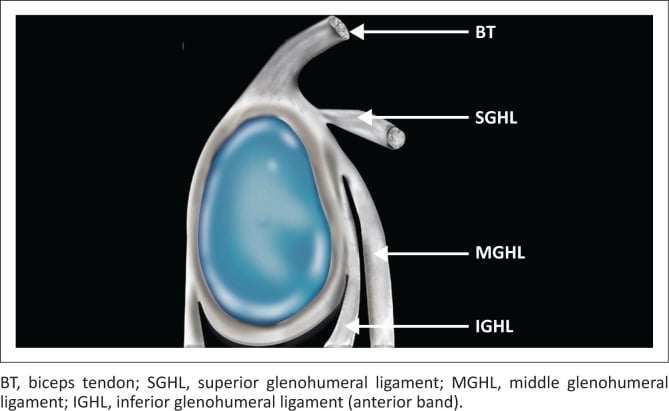 Colour illustration of the glenoid labroligamentous anatomy labelling the biceps tendon, superior, middle and inferior glenohumeral ligaments
