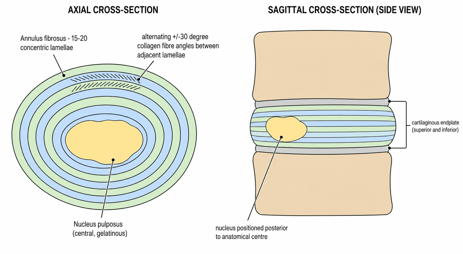 Schematic of intervertebral disc structure in axial and sagittal cross-section