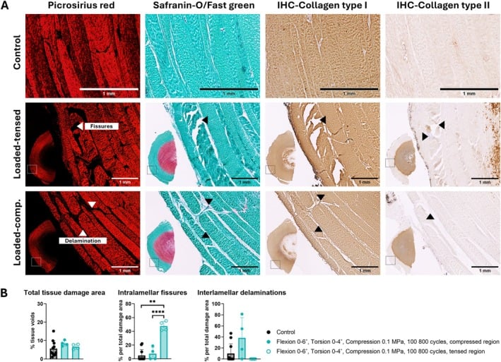 Histological stains showing annulus fibrosus disruption after asymmetric high-cycle loading