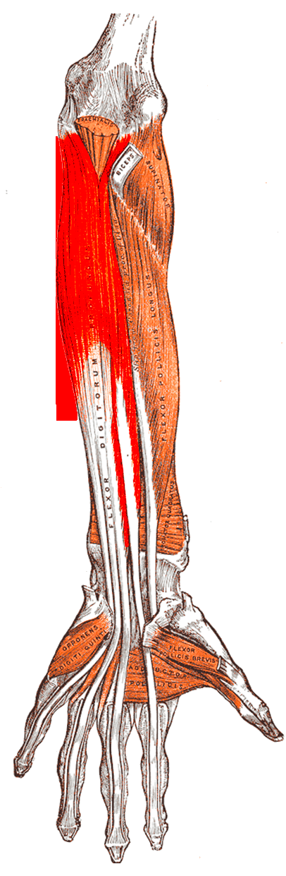 Anatomical plate of the flexor digitorum profundus highlighted, with its four tendons inserting into the distal phalanges.