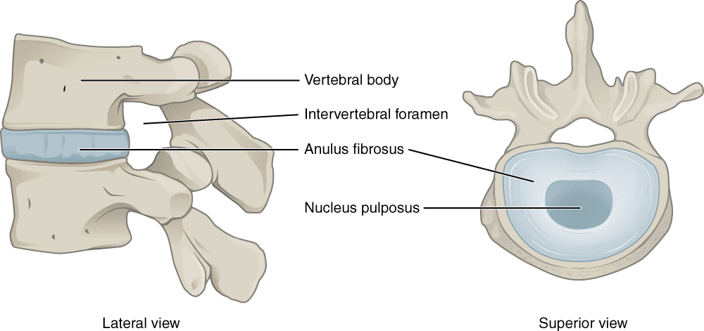Anatomy of the intervertebral disc in lateral and superior views