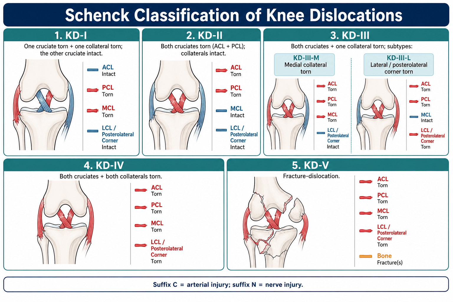 Schenck classification of knee dislocations