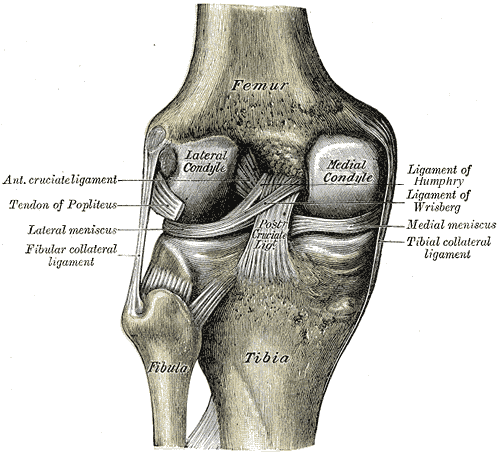 Posterior view of the knee ligaments (Gray's Anatomy).