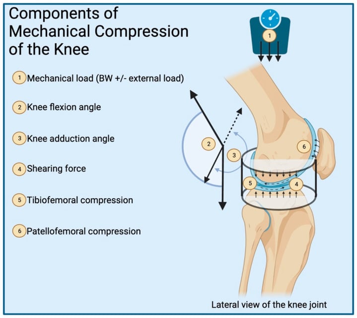 Schematic of forces causing tibiofemoral and patellofemoral compression at the knee