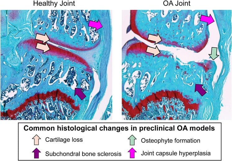Histological comparison of healthy and osteoarthritic joint tissues in a preclinical model