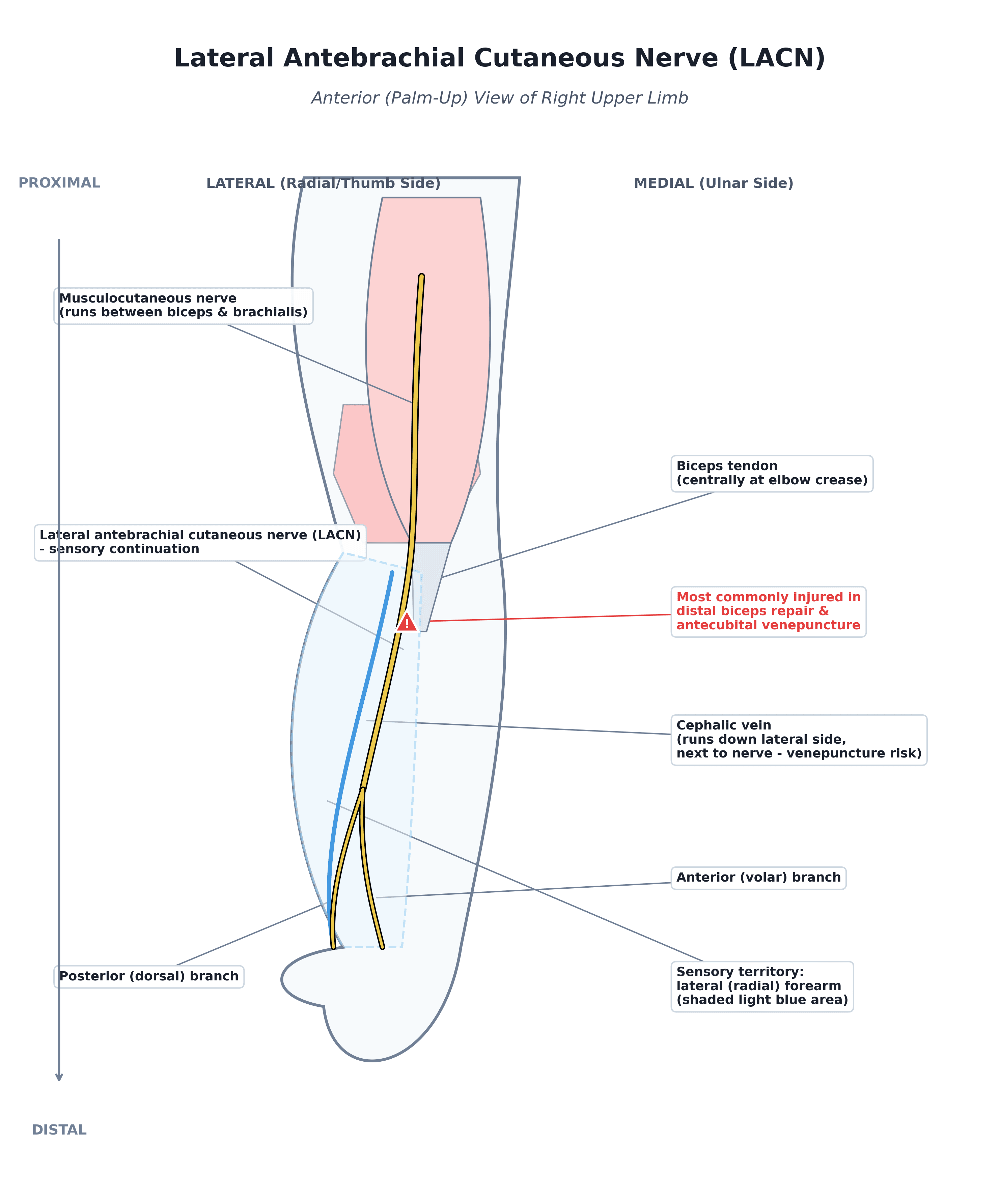 Anterior schematic of the right upper limb showing the musculocutaneous nerve continuing as the lateral antebrachial cutaneous nerve lateral to the biceps tendon and alongside the cephalic vein, with its anterior and posterior branches and lateral forearm sensory territory