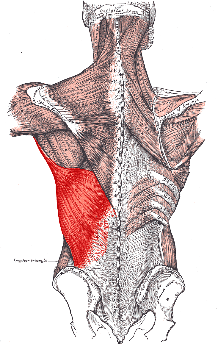 Posterior trunk dissection showing the muscles linking the upper limb to the vertebral column, including the broad sheet of latissimus dorsi.