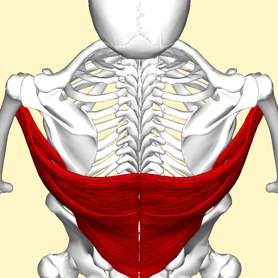 Posterior view of the trunk and skeleton with latissimus dorsi highlighted in red.