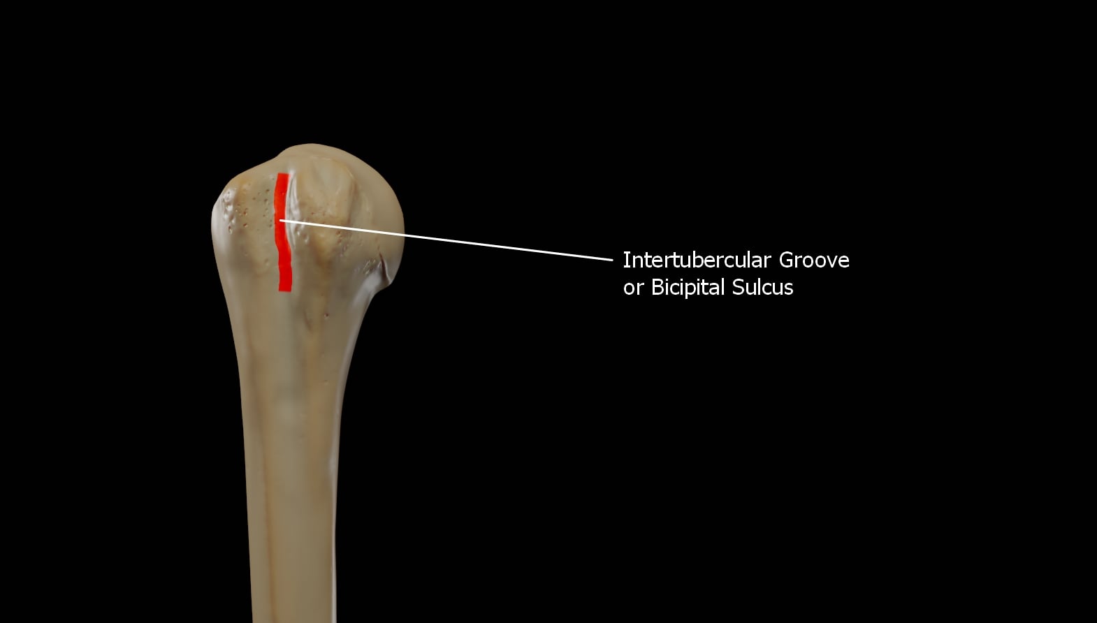 Proximal humerus specimen with the intertubercular (bicipital) groove highlighted