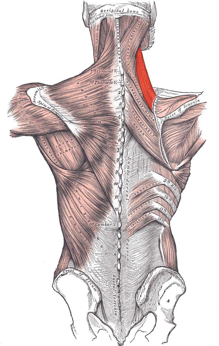 Posterolateral neck and shoulder view with levator scapulae highlighted running from the cervical spine to the scapula.