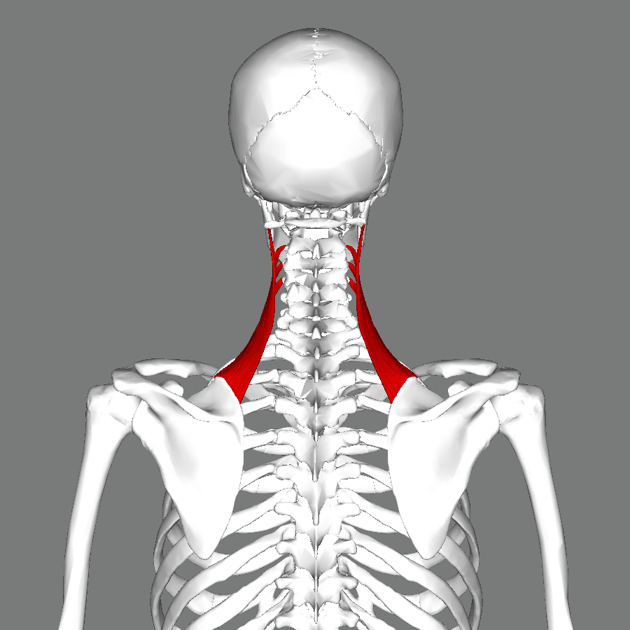 Illustration of levator scapulae coursing obliquely from the upper cervical vertebrae to the medial scapular border.