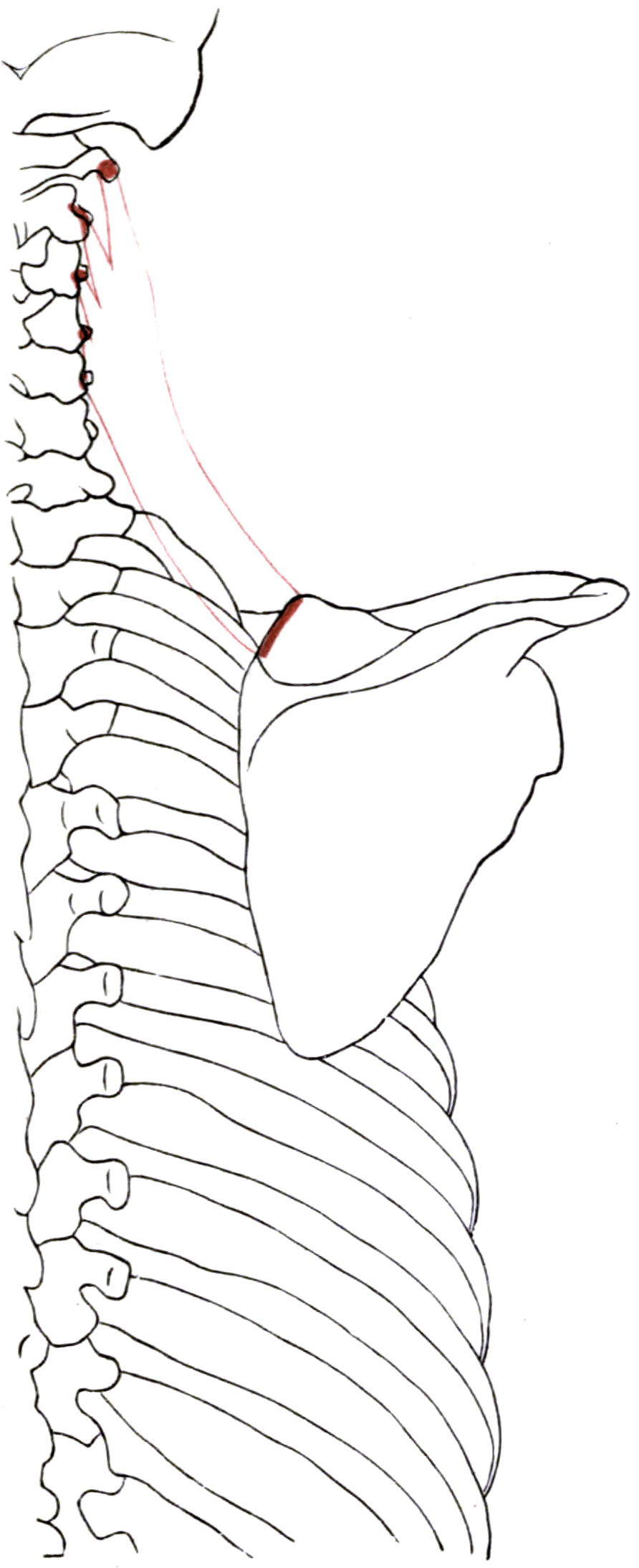 Outline of the right cervical spine and scapula with the attachment areas of levator scapulae shaded.