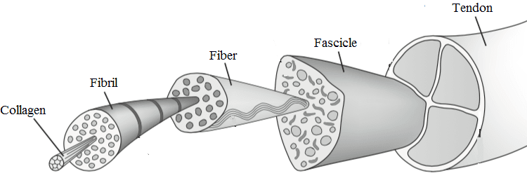 Diagram of the collagen hierarchy from molecule to whole structure.