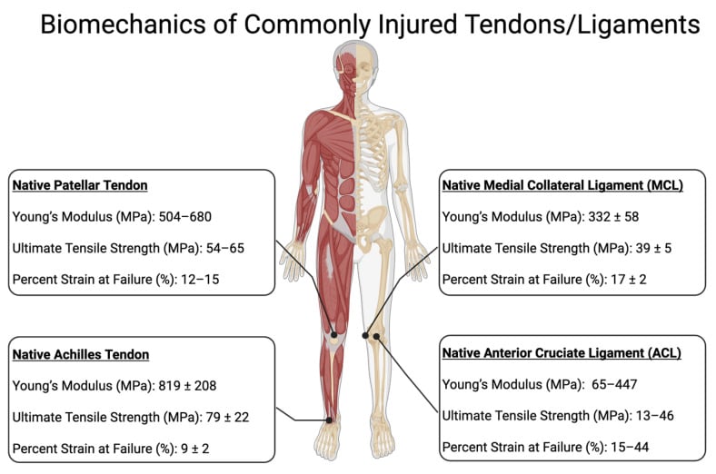 Comparison table of mechanical properties for patellar tendon, MCL, ACL and Achilles tendon