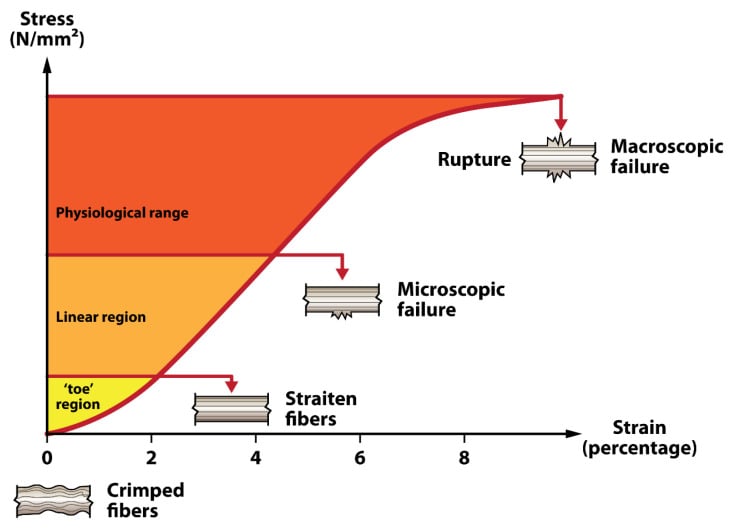 Stress-strain curve of ligament deformation showing toe region, linear region and failure points