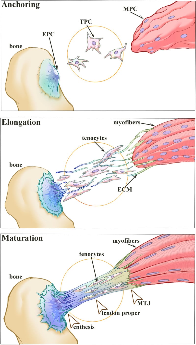 Schematic illustration of enthesis development phases: anchoring, elongation and maturation