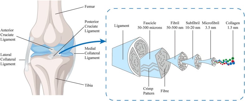 Schematic diagram of the multi-level hierarchical structure of the anterior cruciate ligament