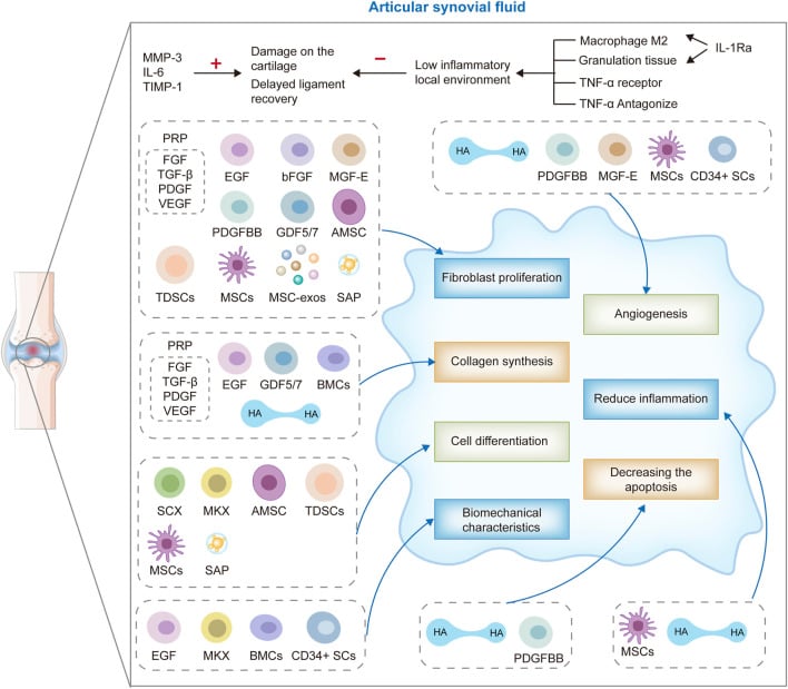 Diagram of growth factor and stem cell signaling networks in ligament healing and repair