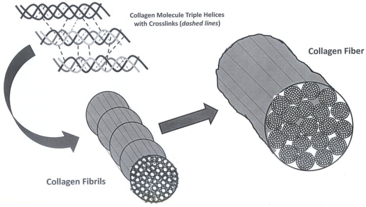 Diagram showing the hierarchy from cross-linked collagen triple helices to fibrils and fibres