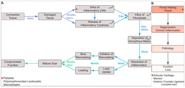 Flow diagram showing inflammation, fibroblast influx, scar deposition and remodelling after musculoskeletal soft-tissue injury
