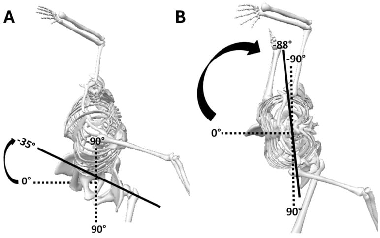 Diagram of axial pelvis and trunk rotation measurement during the pitching motion