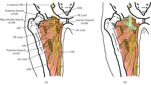 Illustration of the adductor muscles and the course of the obturator nerve