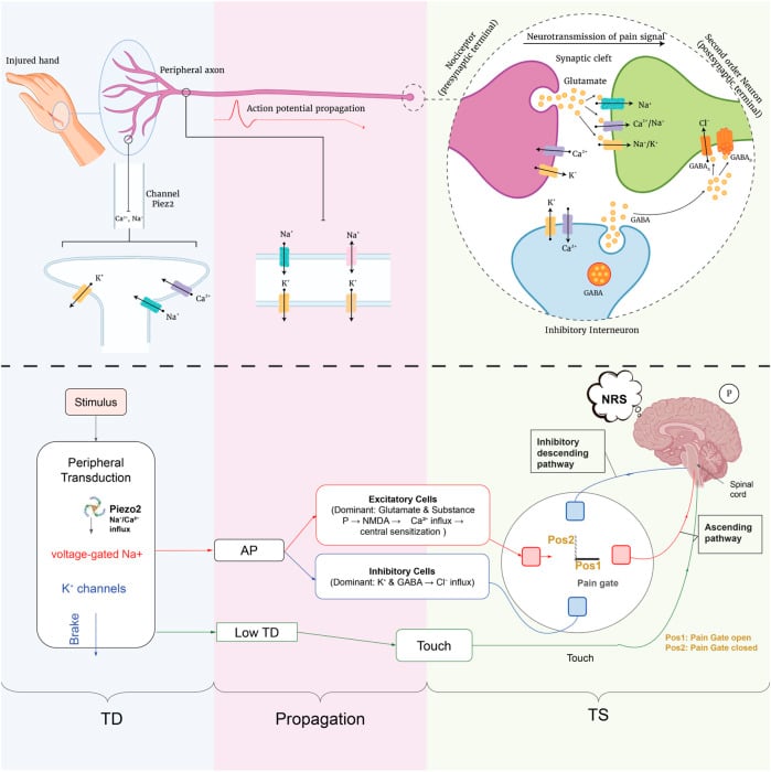 Anatomical and schematic depiction of the nociceptive pathway from peripheral transduction to cortex