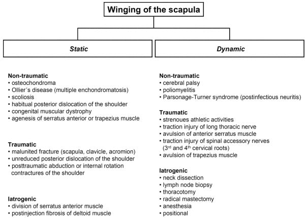Static Versus Dynamic Scapular Winging