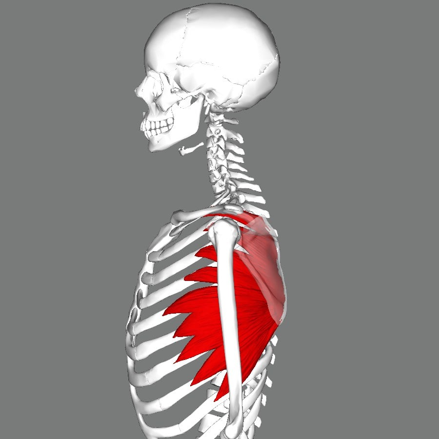 Lateral 3D anatomy of the thorax showing serratus anterior with its digitations from the ribs to the medial border of the scapula.