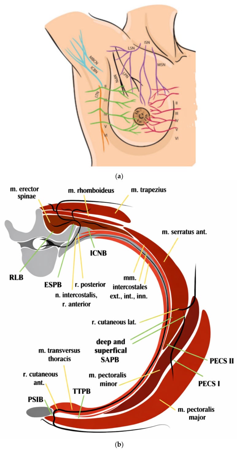 Thoracic Wall Nerve Map