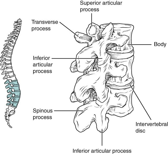 Labelled illustration of lumbar vertebrae showing the body, processes and intervertebral disc