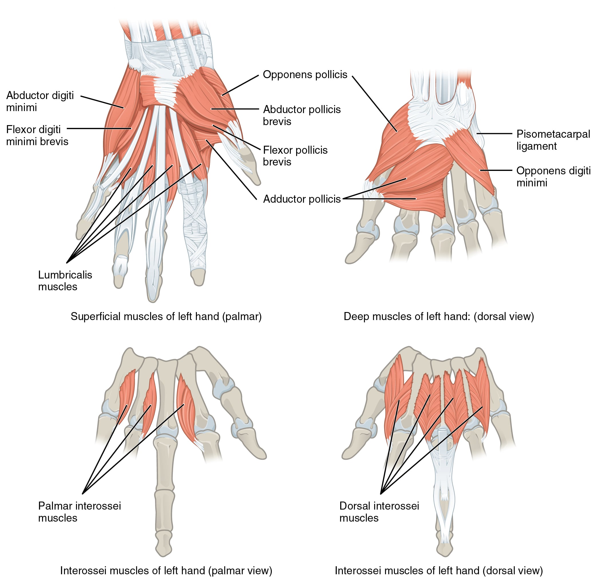 Palmar view of the hand showing the four lumbrical muscles arising from the flexor digitorum profundus tendons and passing to the radial side of the fingers.