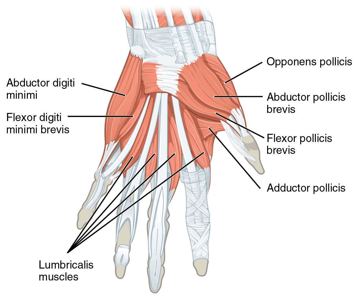 Diagram of the deep palm illustrating the lumbrical muscles and their relationship to the long flexor tendons and extensor expansions.