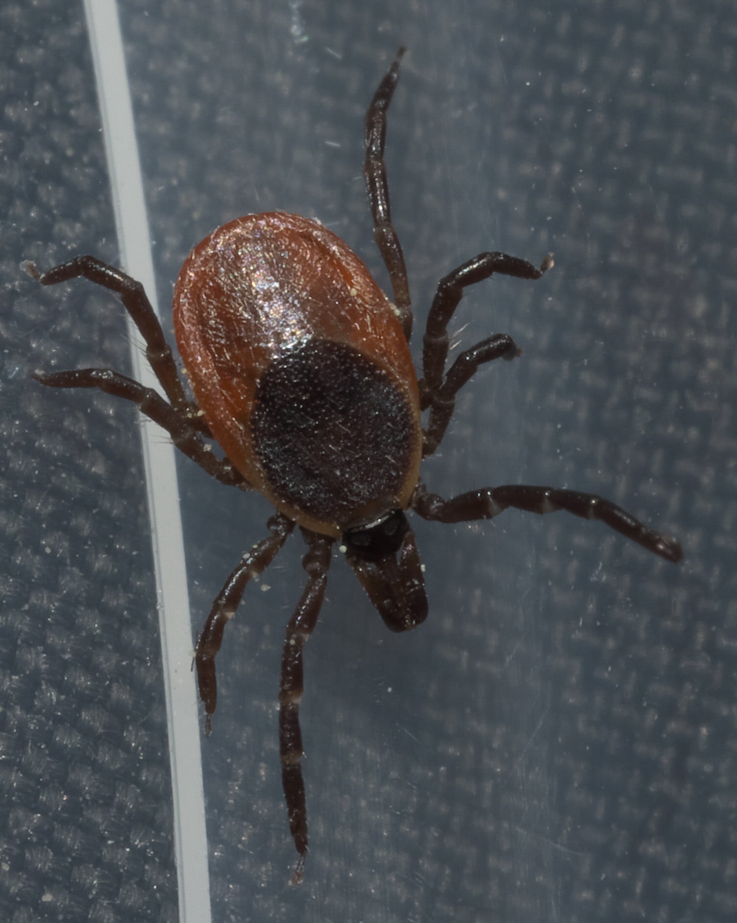 Photograph of an adult female Ixodes scapularis black-legged tick showing its dark dorsal shield, red-brown body and dark legs.