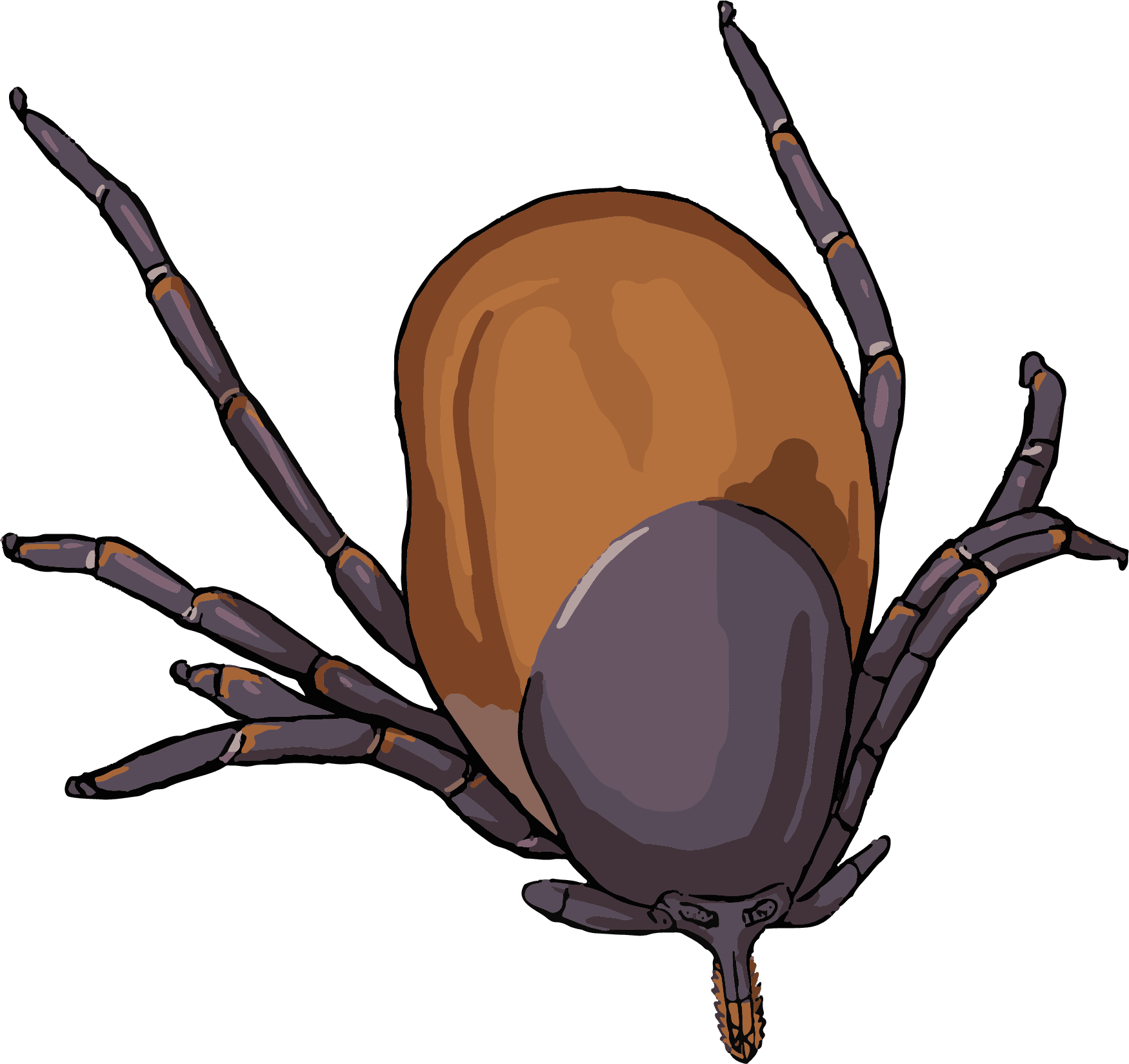 Medical illustration of a female Ixodes scapularis tick with its mouthparts projecting forward from the body.