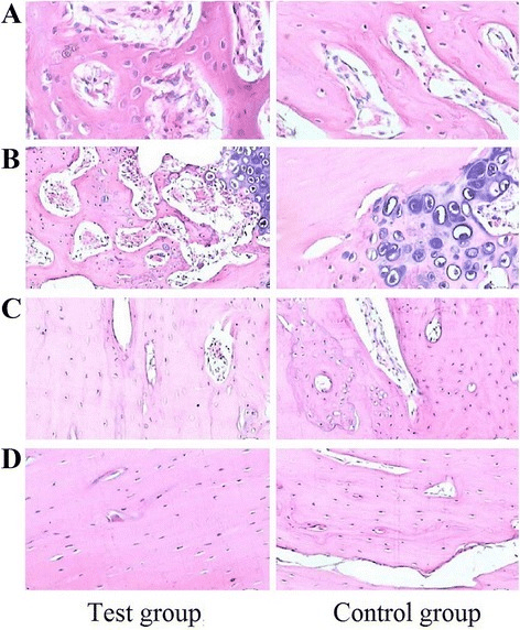 Four haematoxylin and eosin stained microscopy panels of induced membrane at successive weeks.