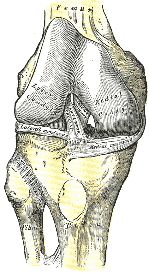 Anterior view of the right knee showing the cruciate ligaments, menisci and condyles