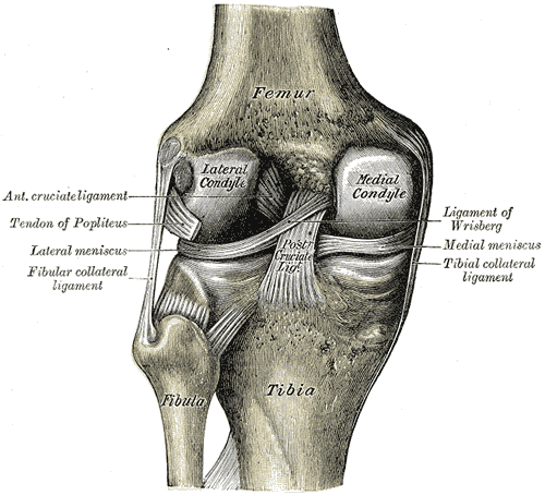 Posterior view of the knee showing the tibial (medial) collateral ligament and other ligaments