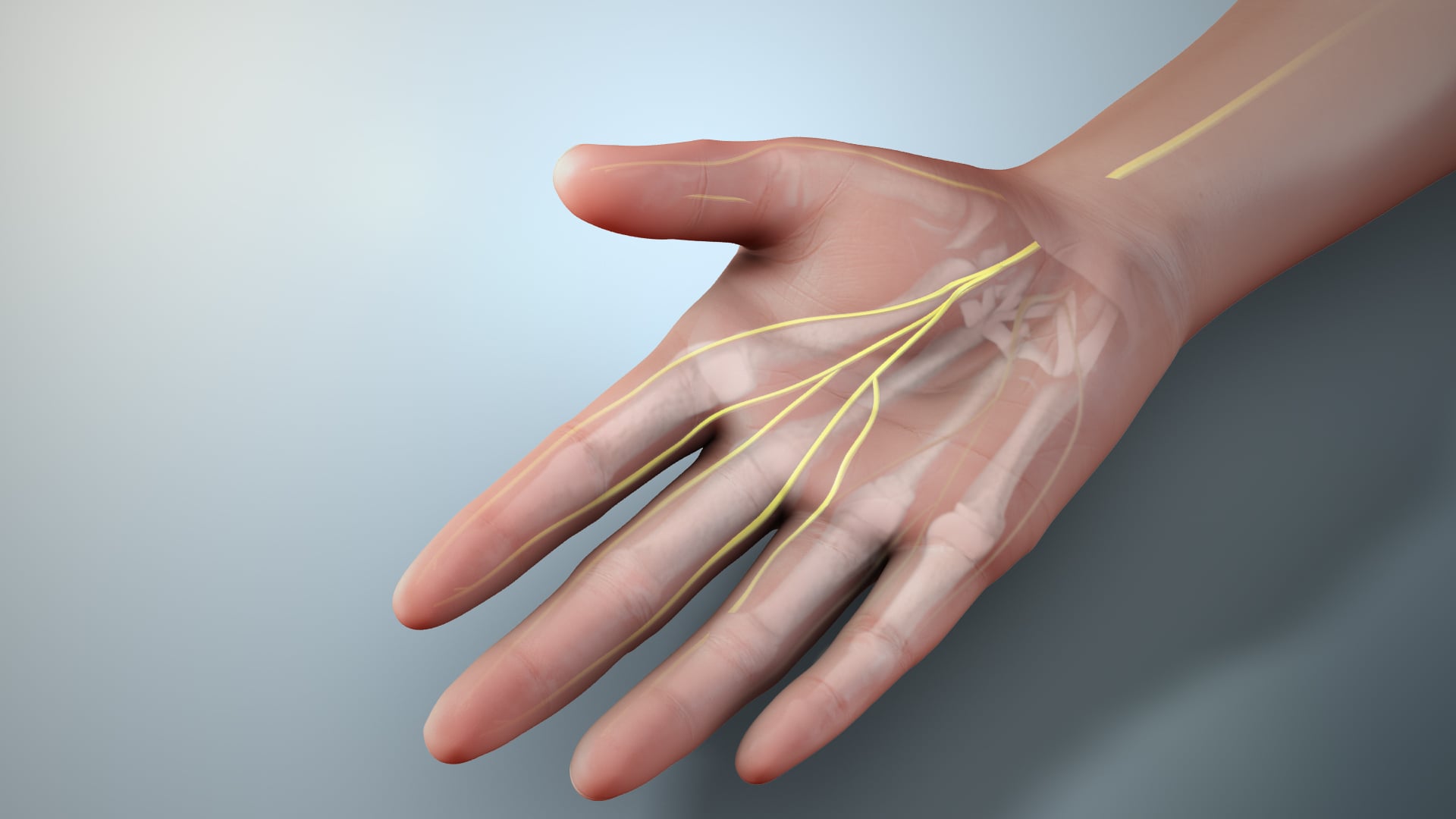 3D anatomical render of a hand showing the median nerve at the wrist branching into the palmar digital nerves of the radial three and a half digits.