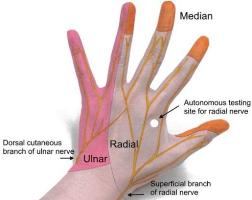 Diagram of cutaneous innervation of the hand with median, ulnar and radial territories labelled.
