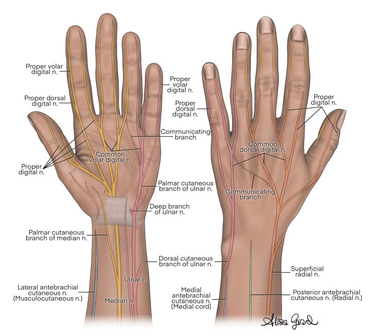 Illustrated palmar and dorsal courses of the median, ulnar and radial nerves and their digital branches in the hand and distal forearm.
