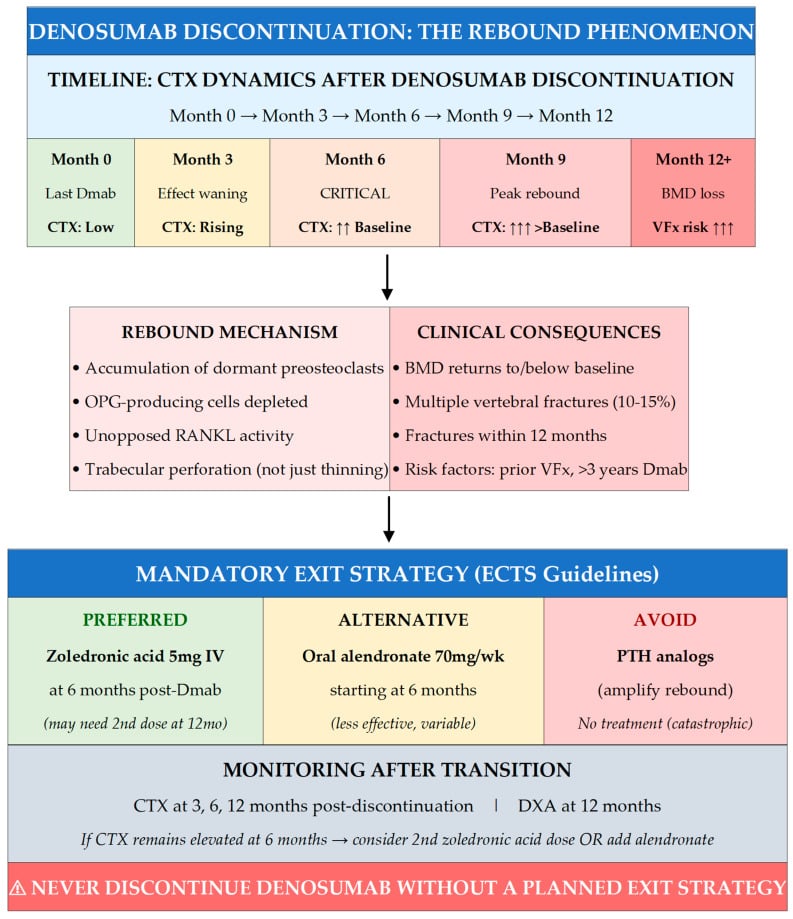 Timeline of CTX dynamics after denosumab discontinuation with rebound mechanism, clinical consequences and a mandatory exit strategy