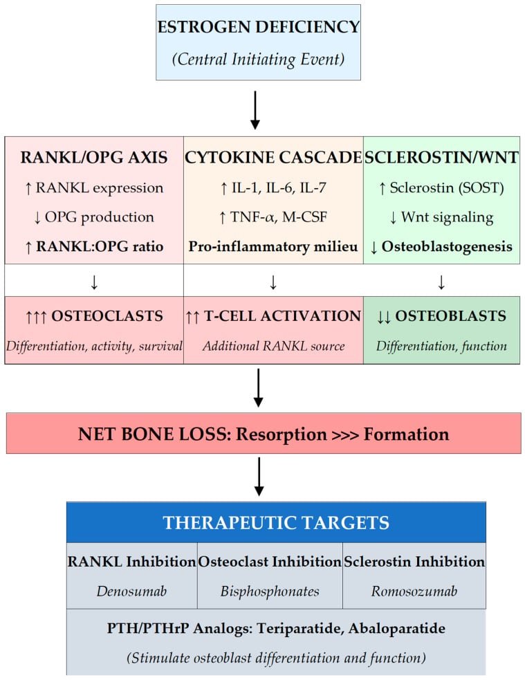 Diagram of the RANKL/OPG axis, cytokine cascade and sclerostin signalling with the drug classes that target each step
