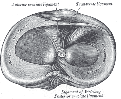 Head of the right tibia viewed from above showing the medial and lateral menisci and their ligamentous attachments