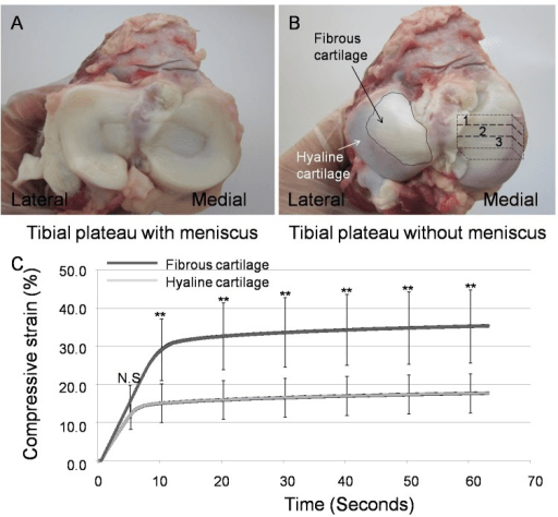 Animal tibial plateau with and without meniscus, and a creep curve of fibrocartilage versus hyaline cartilage