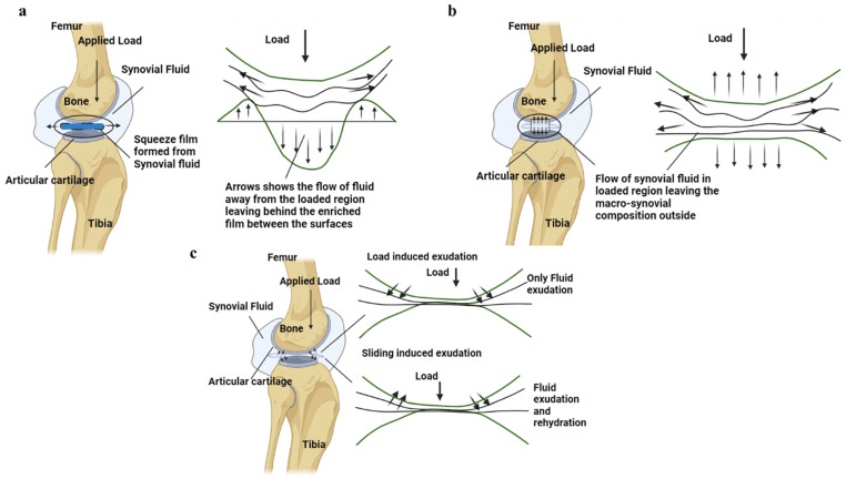 Three-panel diagram of synovial fluid flow and exudation between loaded articular surfaces of the knee