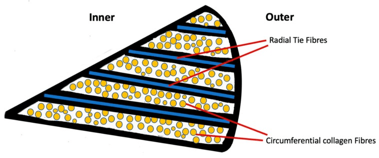 Schematic cross-section of the meniscal wedge showing circumferential collagen fibres cut end-on and radial tie fibres running from inner to outer