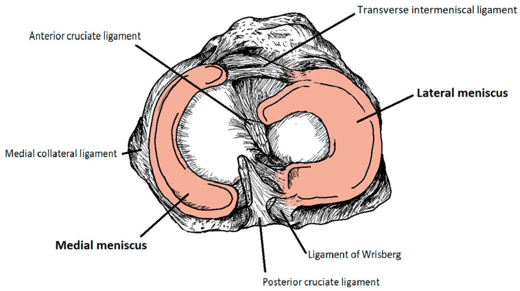 Superior view of the C-shaped medial and more circular lateral menisci with the cruciate ligaments and the ligament of Wrisberg
