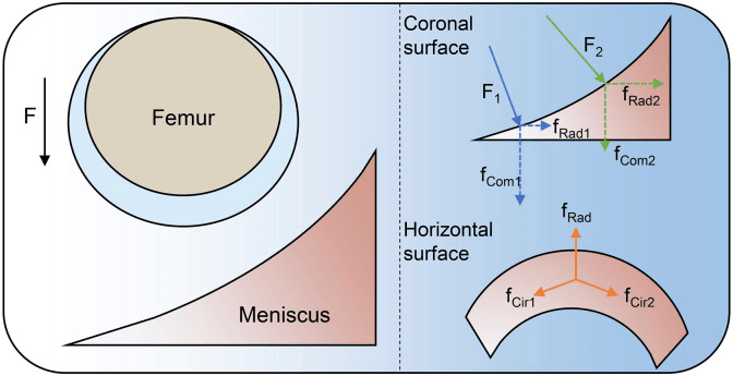 Force diagram of an axial femoral load on the meniscal wedge resolved into compressive, radial and circumferential components